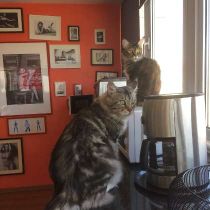 Spotware-foto van: Little cats